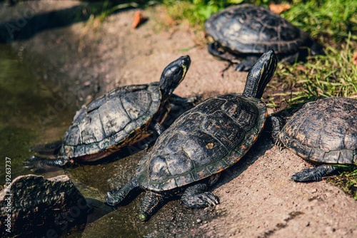 Żółwie wychodzące z jeziora na ląd | Turtles coming out of the lake to land