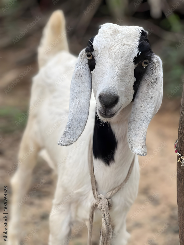 Fototapeta premium white goat on farm
