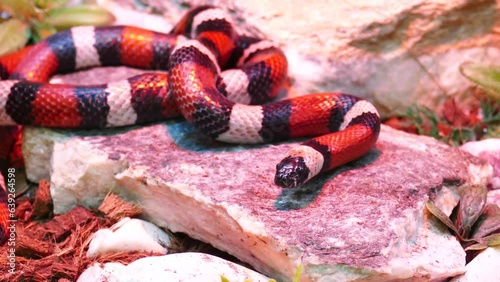 A Honduran milk snake body 4K. Snake scary concept. lampropeltis triangulum hondurensis. Red snake. Exotic animal. Poisonous snake. Wild life footage. photo