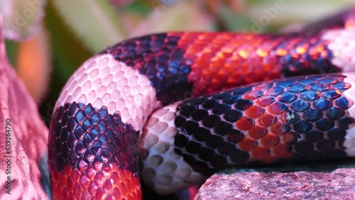 A Honduran milk snake body 4K. Snake scary concept. lampropeltis triangulum hondurensis. Red snake. Exotic animal. Poisonous snake. Wild life footage. photo