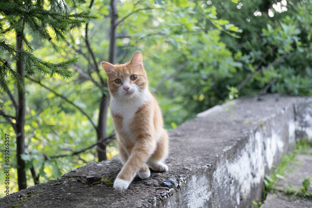 Ginger cat red or orange and white walking on wooden fence in the garden looking at the camera