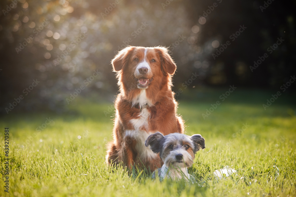 Two dog friends sitting together on meadow. Cute terrier and retriever on sunny summer day.. - obrazy, fototapety, plakaty 
