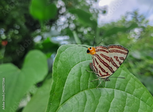 butterfly on leaf