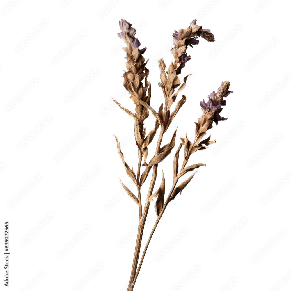 Perovskia (Russian Sage) dried flower isolated on transparent background. Generative AI