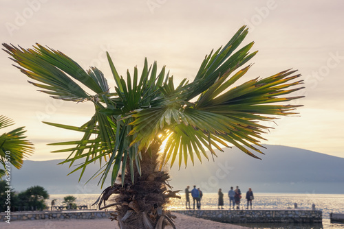 Fan palm   Washingtonia robusta   on coast of Kotor Bay at sunset. Montenegro  winter
