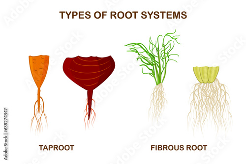 Types of root systems of plants, monocots and dicots. Taproot and fibrous root example comparison. Plant part with main large central root and thin branching system. Biology education poster. Vector