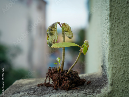 Cuadro en lienzo Plant wilting from unhealthy environment, poor care.