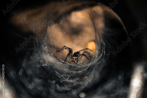 Spider in a cobweb hole. A large brown spider waits for prey on its web