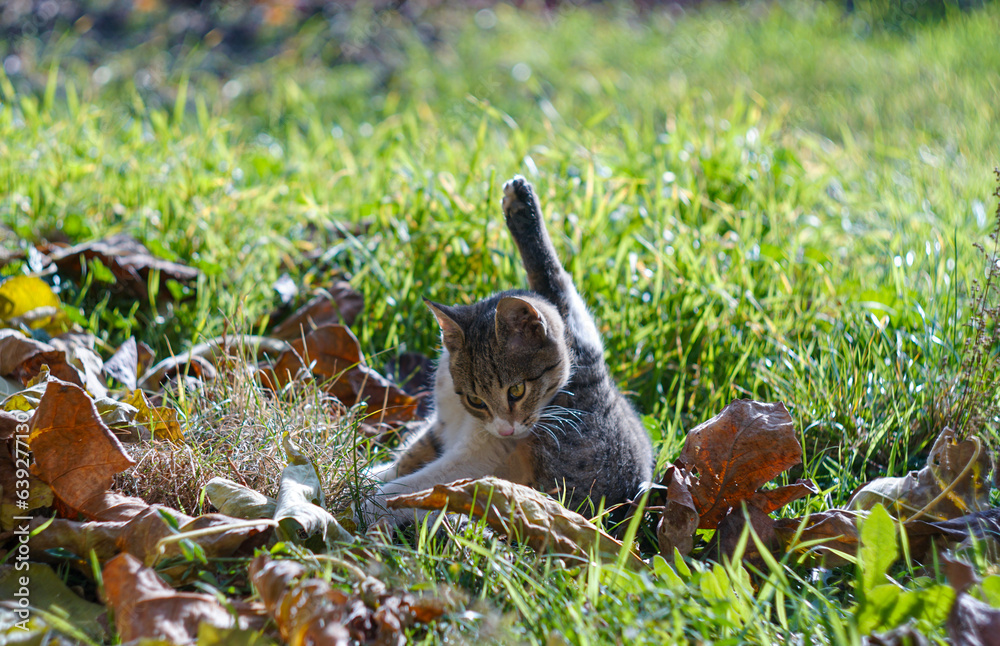 Obraz premium the cat is licking its feet on the grass