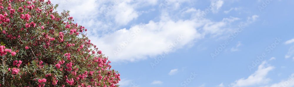 Blossoming Tree Branches Against Blue Sky: Springtime Banner