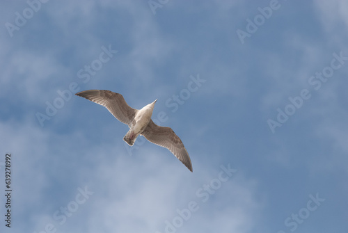   berflieger - junge M  ve am blauen Himmel