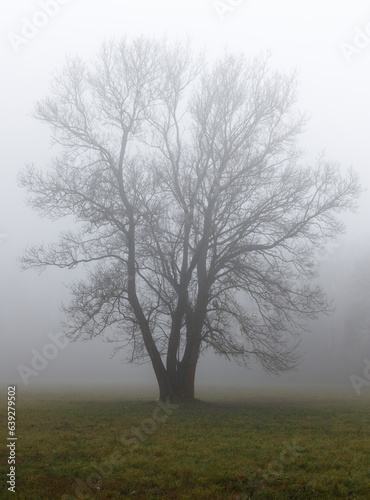 A big tree standing alone in the mist