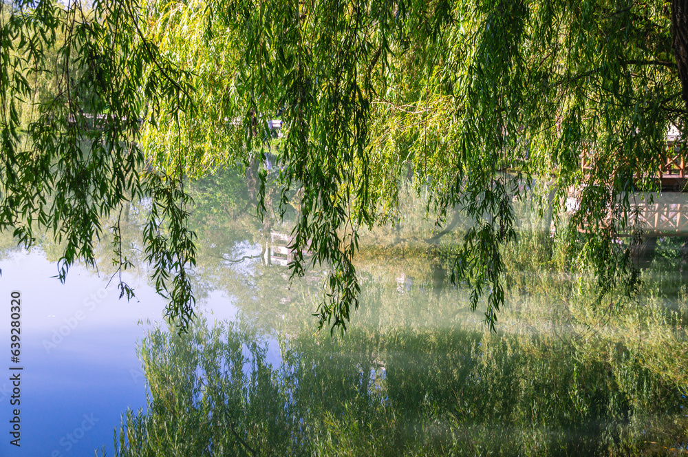 Obraz premium Leaning willow branches on the shore of the pond. Trees on the shore. Lake view in summer. A city park with a pond for walking. Reflection of trees in the water
