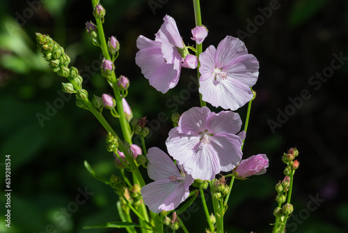 close up of a pink Sidalcea flower