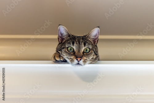 Cat hiding on a window valance very cute