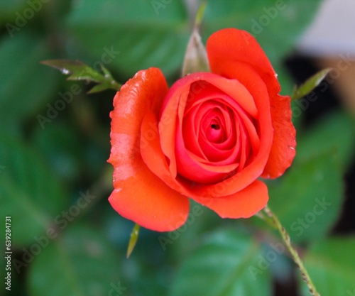 red rose in garden