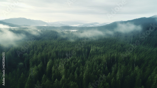 coniferous forest in foggy mountains © sema_srinouljan