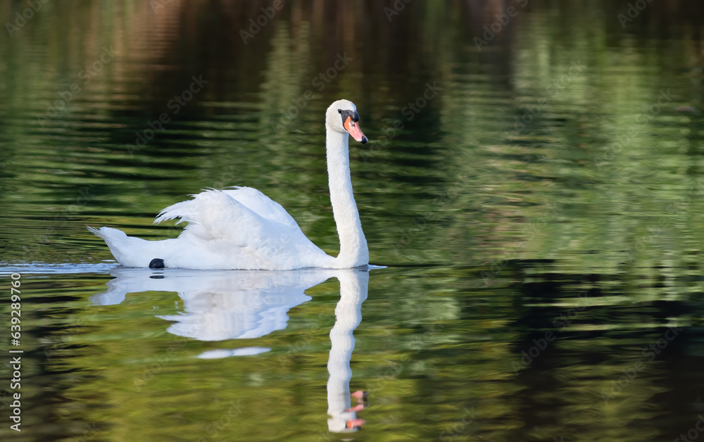 Fototapeta premium Mute swan, Cygnus olor. A beautiful bird floating on the river