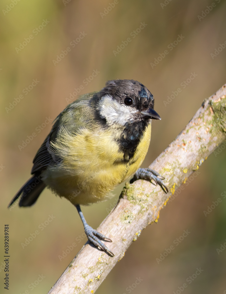 Obraz premium Great tit, Parus major. A bird sits on a branch on a beautiful blurred background