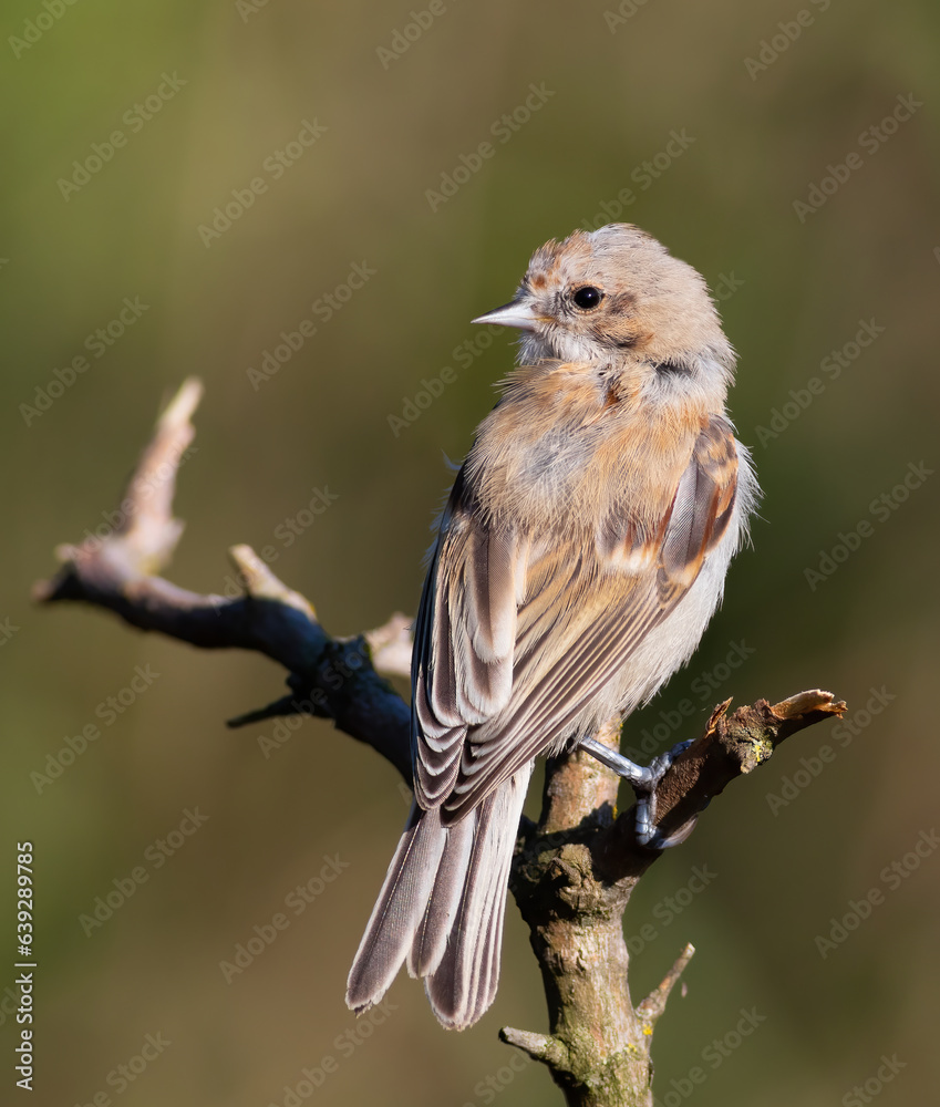 Naklejka premium Eurasian penduline tit, Remiz pendulinus. A bird sits on a branch and looks away