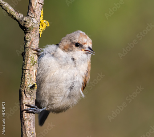 Eurasian penduline tit, Remiz pendulinus. A bird sits on a branch and sings