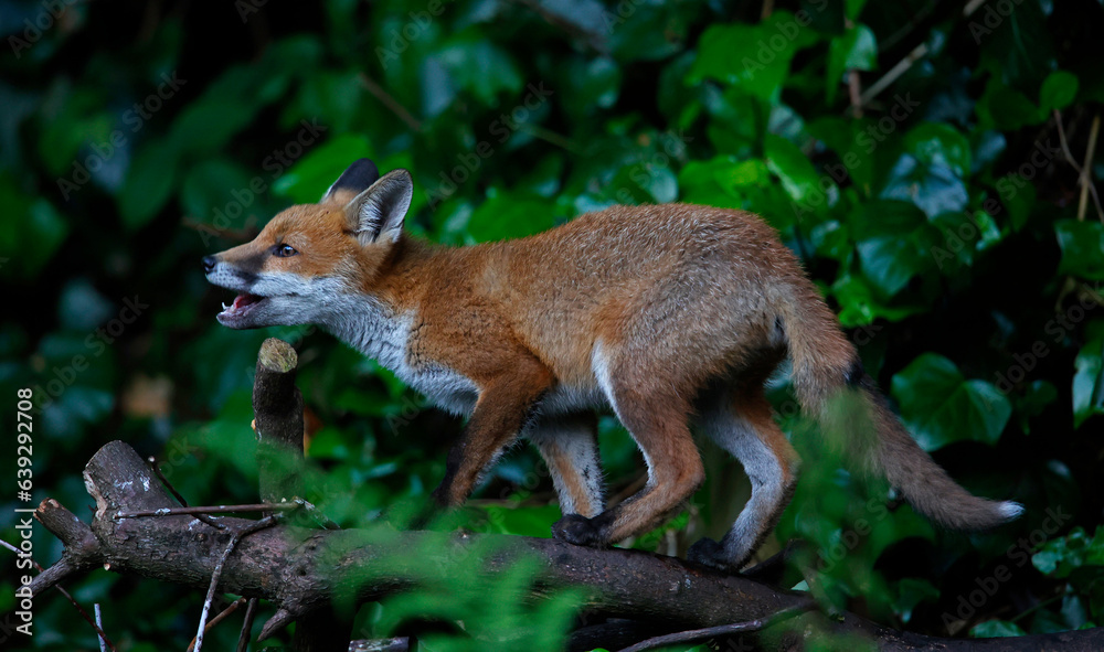 Fototapeta premium Fox cubs exploring the garden