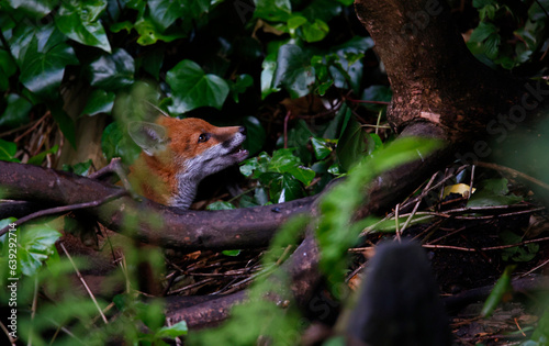 Fox cubs exploring the garden © Stephen