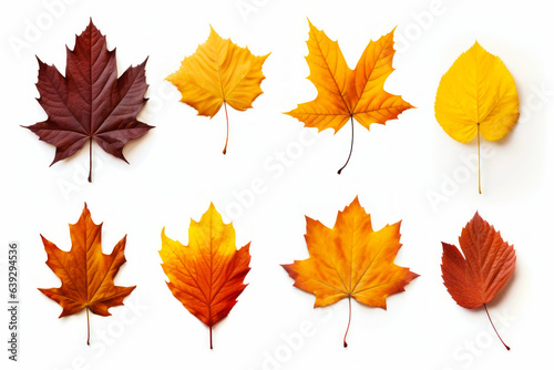 Collection of different colored leaves on white background  including one of them is orange and yellow.