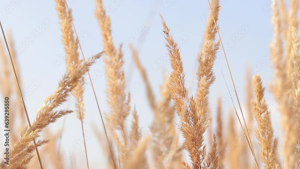 Feather Reed Grass sways slowly in the wind against a blue sky. Natural background, close-up. Wind sways wild grass, landscape. Selective focus Feather Reed Grass sways slowly in the wind against a blue sky. Natural background, close-up. Wind sways wild grass, landscape. Selective focus
