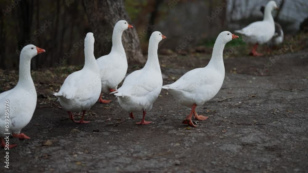 goose farm, flock of domestic white geese walking in the meadow, cinematic slow motion goose farm, flock of domestic white geese walking in the meadow, cinematic slow motion