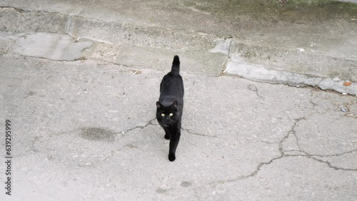 Top shot of purebread black cat with orange eyes walking toward camera, slow moiton photo