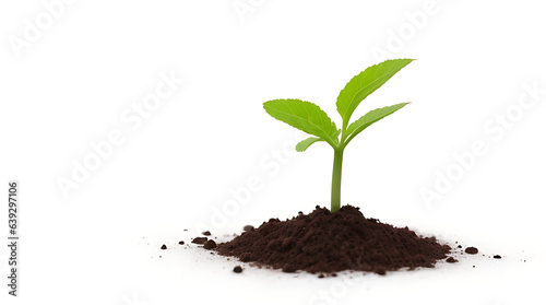 Growth, close up of small plant growing up from soil isolated on white background
