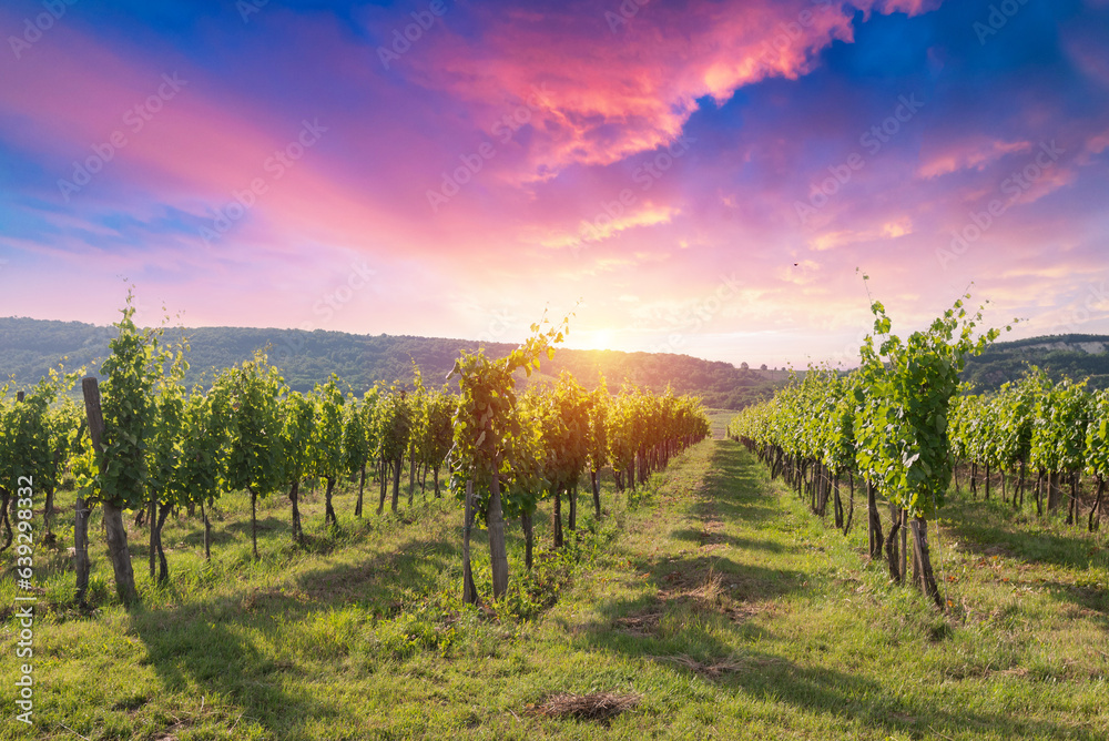 Fototapeta premium Barrel Wineglasses Cheese And Bottle In Vineyard At Sunset . High quality photo