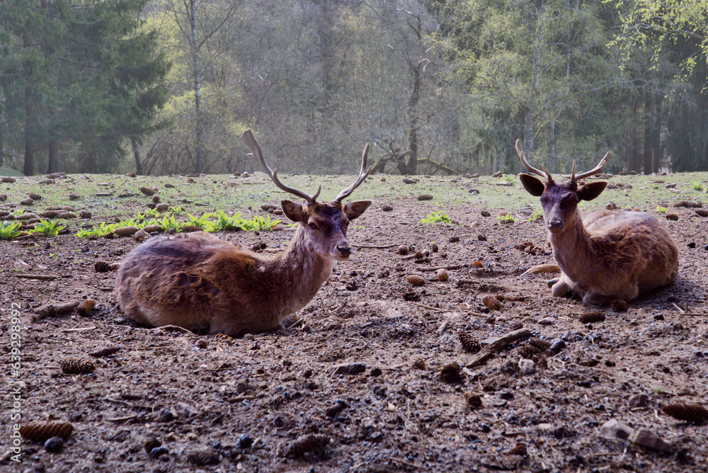 Obraz premium Two amazing deer in the forest
