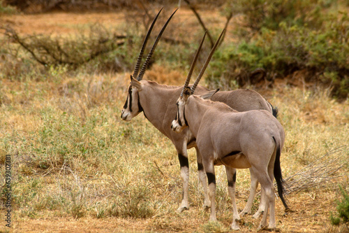 Oryx be  sa  Oryx beisa  Parc national de Samburu  Kenya