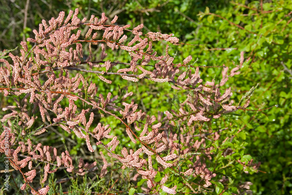Tamaris méditérranéen, Tamarix tetrandra Tamaris méditérranéen, Tamarix tetrandra