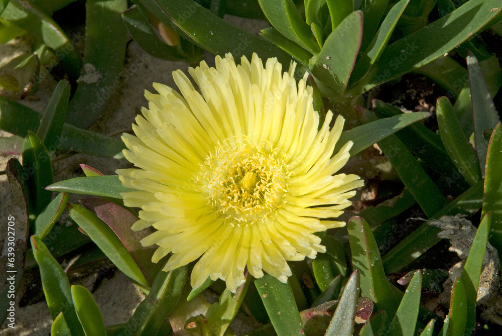 Carpobrotus edulis, Ficoide, Figue des Hottentots Carpobrotus edulis, Ficoide, Figue des Hottentots