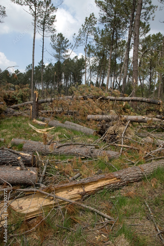 Pinus maritima, Pin maritime; Tempêtte, forêt, Site du Gat Mort, Natura 2000, Parc naturel régional des Landes de Gascogne, 33, Gironde, France