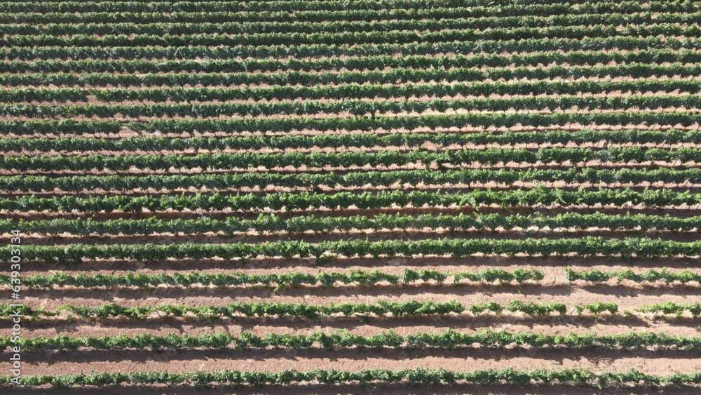 Aerial view along rows of grapevines Aerial view along rows of grapevines