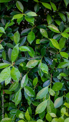 Wallpaper Mural background image green leaf Torontodigital.ca