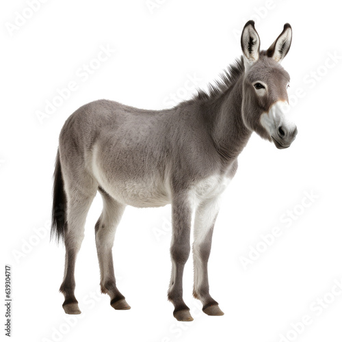 Obraz na płótnie donkey looking isolated on white