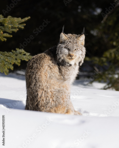 A Canada Lynx stares intently on a cold winter day in Northwest Ontario  Canada.