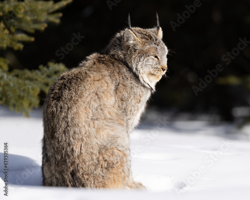 A Canada Lynx looks off into the distance on a cold winter day in Northwest Ontario, Canada.