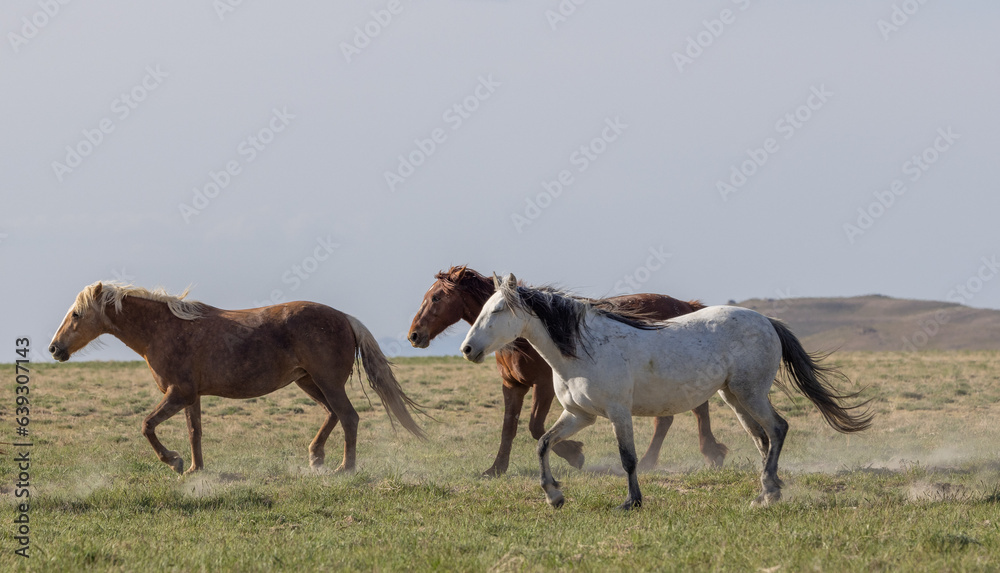 Wild Horses in the Utah Desert in Springtime Wild Horses in the Utah Desert in Springtime