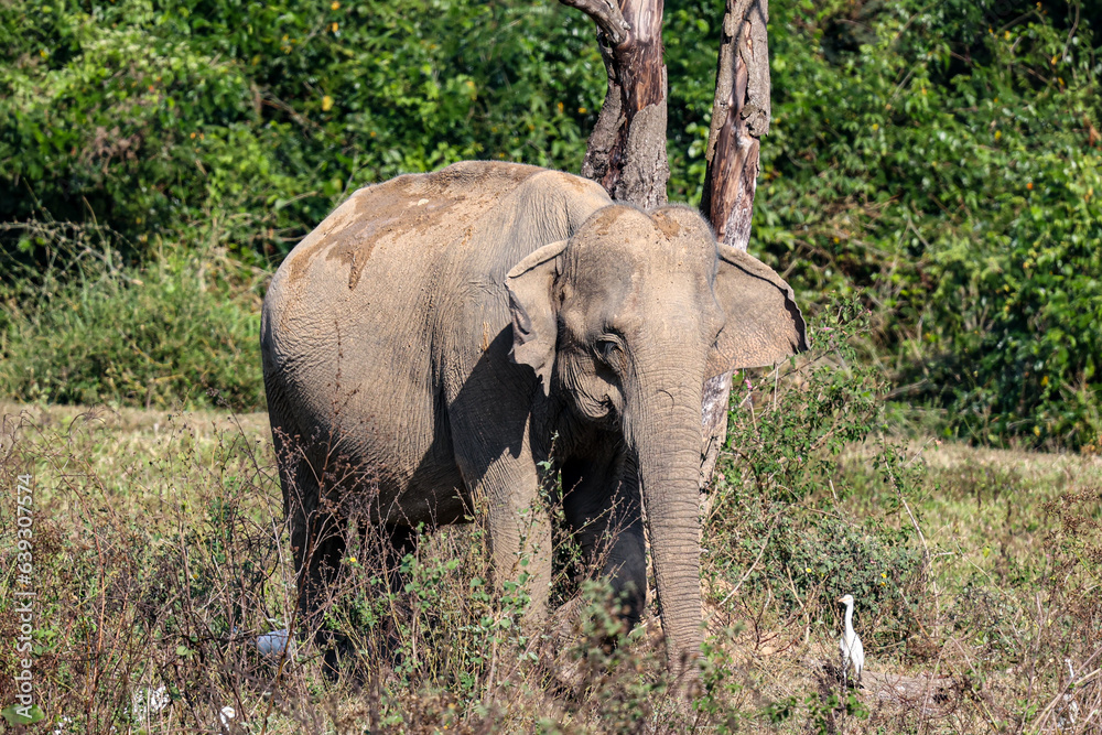 Fototapeta premium Herd of Asian elephant in grass land, Thailand safari, Kuiburi National Park, Thailand.