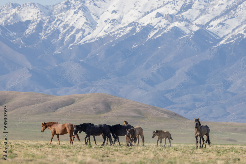 Wild Horses in the Utah Desert in Springtime Wild Horses in the Utah Desert in Springtime