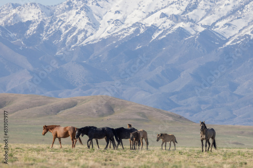 Wild Horses in the Utah Desert in Springtime © natureguy