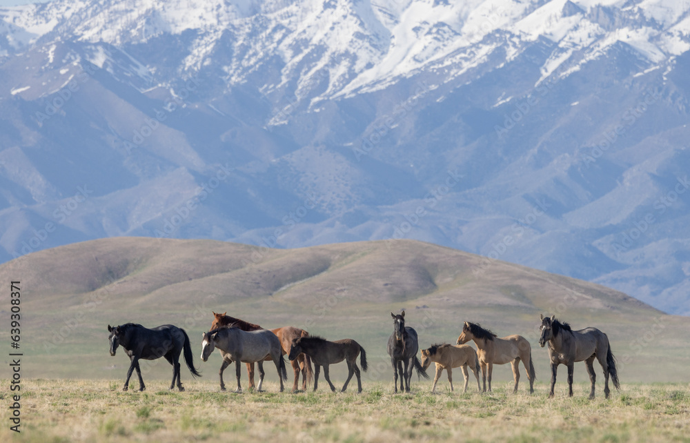 Wild Horses in the Utah Desert in Springtime