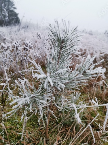 frost on branches