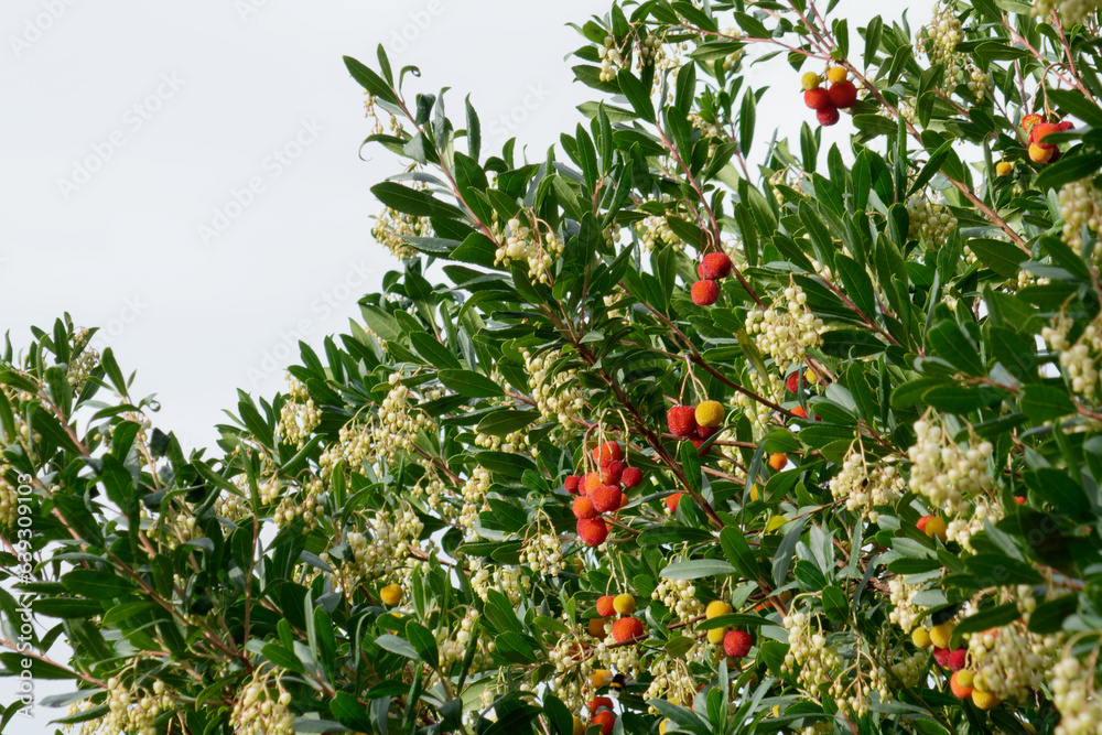 Arbutus unedo also known as strawberry tree or Corbezzolo in Italy